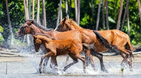 my-vanuatu-riri-river-horses-running-through-water