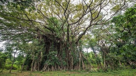 my-vanuatu-tanna-island-giant-banyan-tree-roots